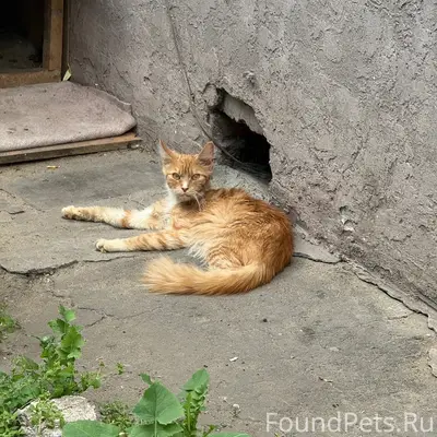 Найдена кошка, Масленникова