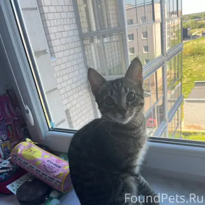 Пропал кот Мартин, деревня Демянск