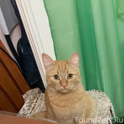 Пропал рыжий кот Рыжий, район Гаврюшина 17