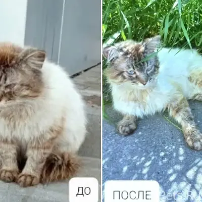 Пропал кот, возможно перемещен в другое место