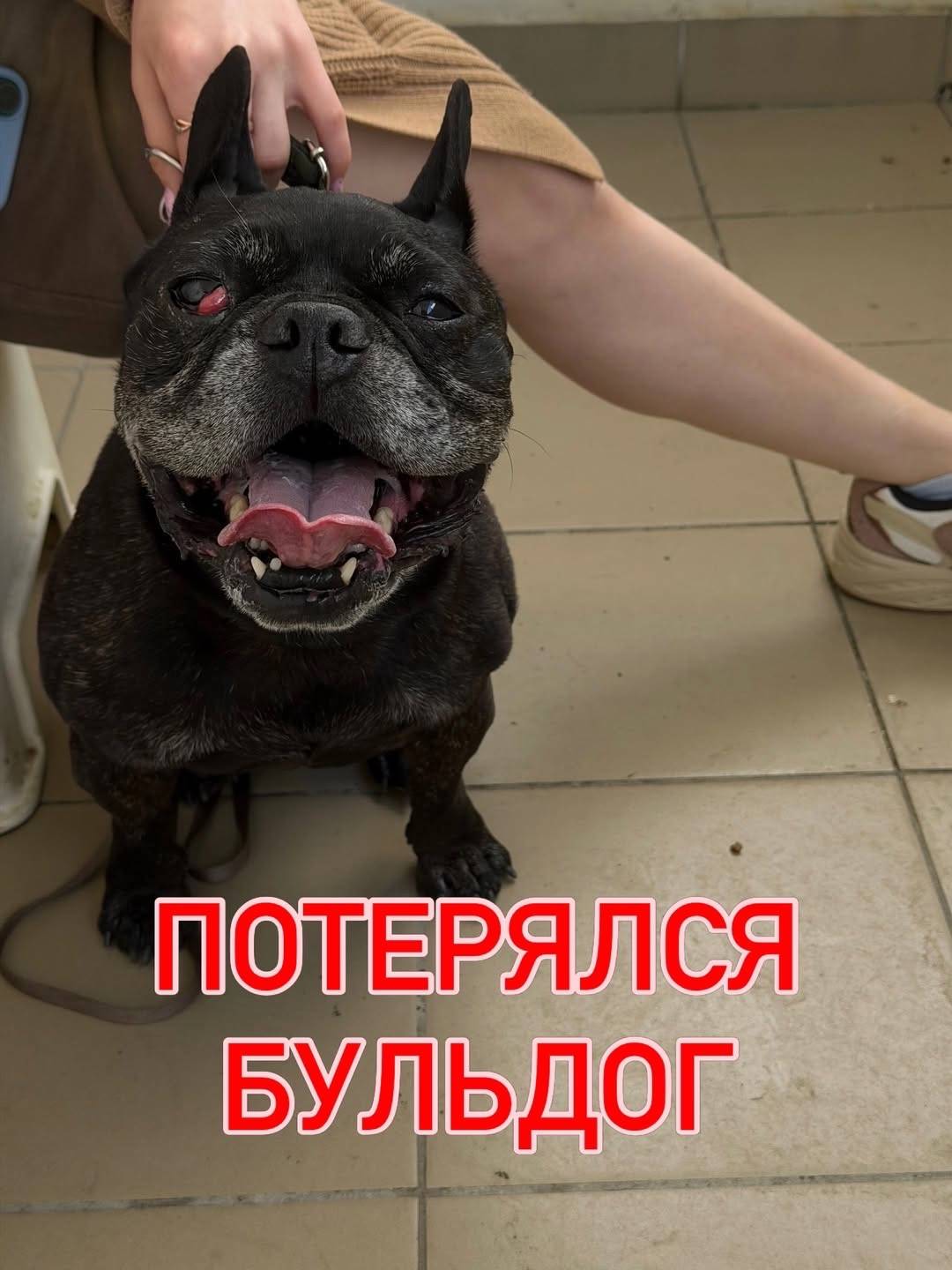 Найден французский бульдог, Уфа, Черниковка