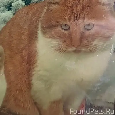 Пропал кот Вася, Галическая