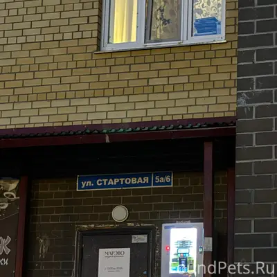 Найден метис хаски, улица Стартовая 5а/6