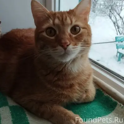Пропал рыжий кот, улица Моршанская