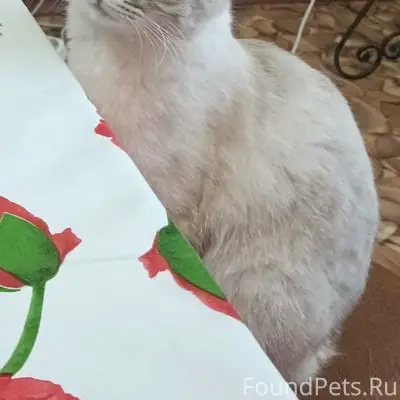 Пропал кот, район Колхозной 22 и 24
