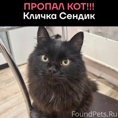 Пропал длинношёрстный кот Сендик, Первая (ул. Вольная)
