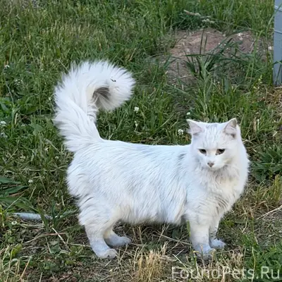 Найдена кошка, сквер им. Кекушева