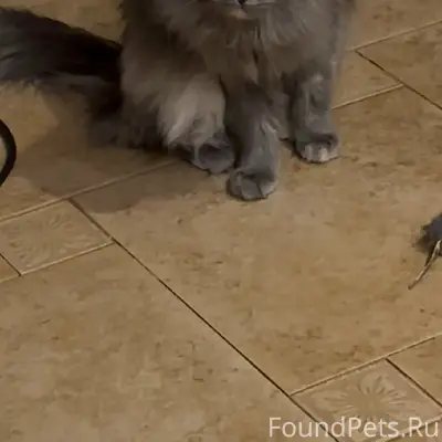 Пропала кошка, Гривно