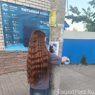 Пропала кошка Ряба, ЛБ, ул. Кирова