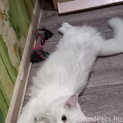 Пропала кошка, деревня Курдымово
