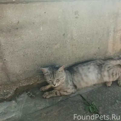 Пропал кот