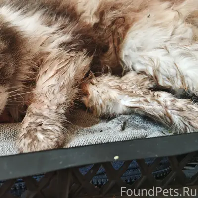 Найдена кошка, Фрунзенский район