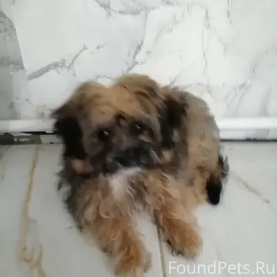 Пропала собака, ул. Фрунзе