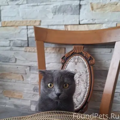 Пропала кошка Пуша, улица Ленина