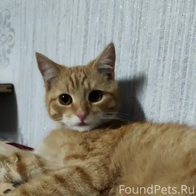 Пропал кот Лео или Лёня, район д. Лехтово