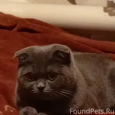 Пропала шотландская вислоухая Мася, Семёновка