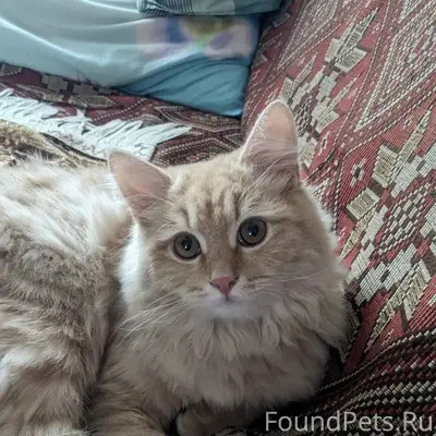 Пропал кот Марсик, ул. Толстого