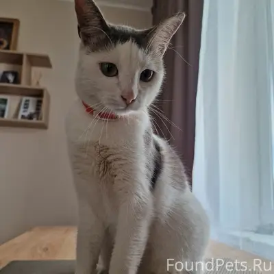 Найдена кошка, Борисовичи
