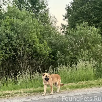 Замечена собака