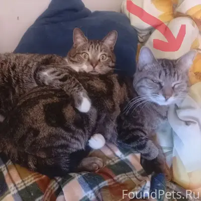 Пропала кошка Муська, Автозаводская