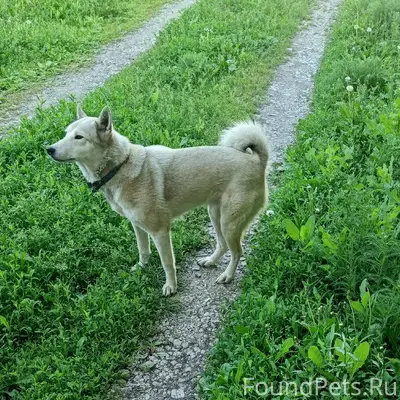 Найден пёс, местоположение неизвестно