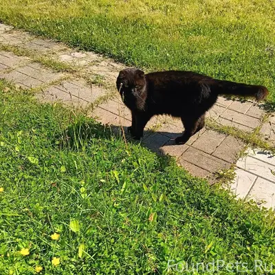 Найдена кошка, Тайцы