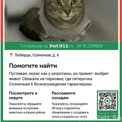 Пропала кошка Колбаски, Люберцы