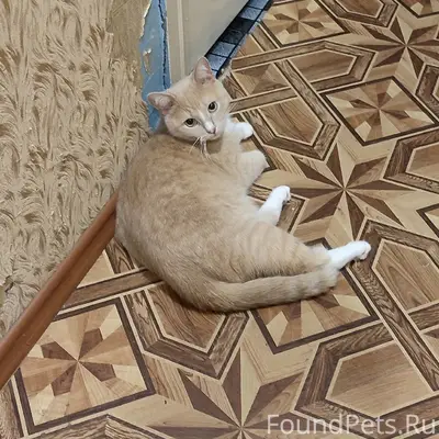 Пропал кот Персик, Ветлужский