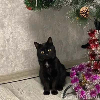 Пропал кот Черныш