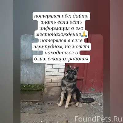 Пропал Малыш, овчарка, с. Изумрудное