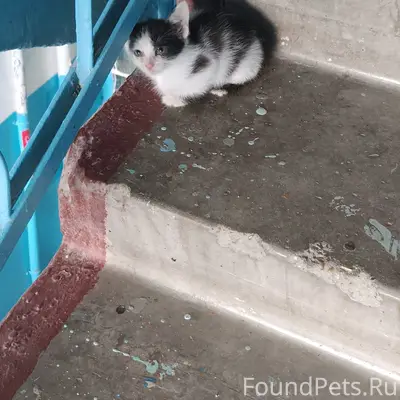 Найден котёнок, район ГДК