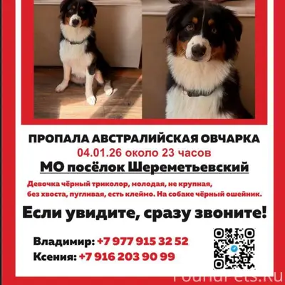 Пропала Аусси, посёлок Шереметьевский, Долгопрудный