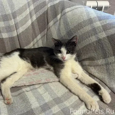 Найдена кошка, Воронеж, ул. 9 января