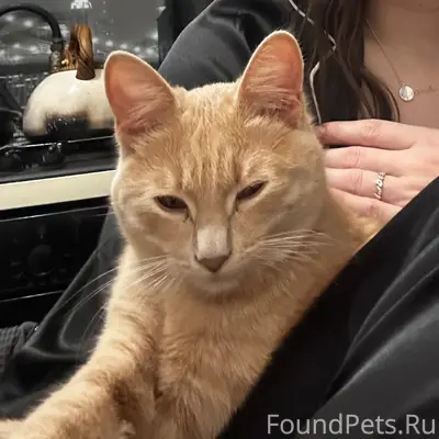 Пропала кошка, Автозаводский район