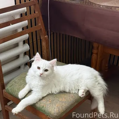 Пропал кот Барбос, пгт Николаевка