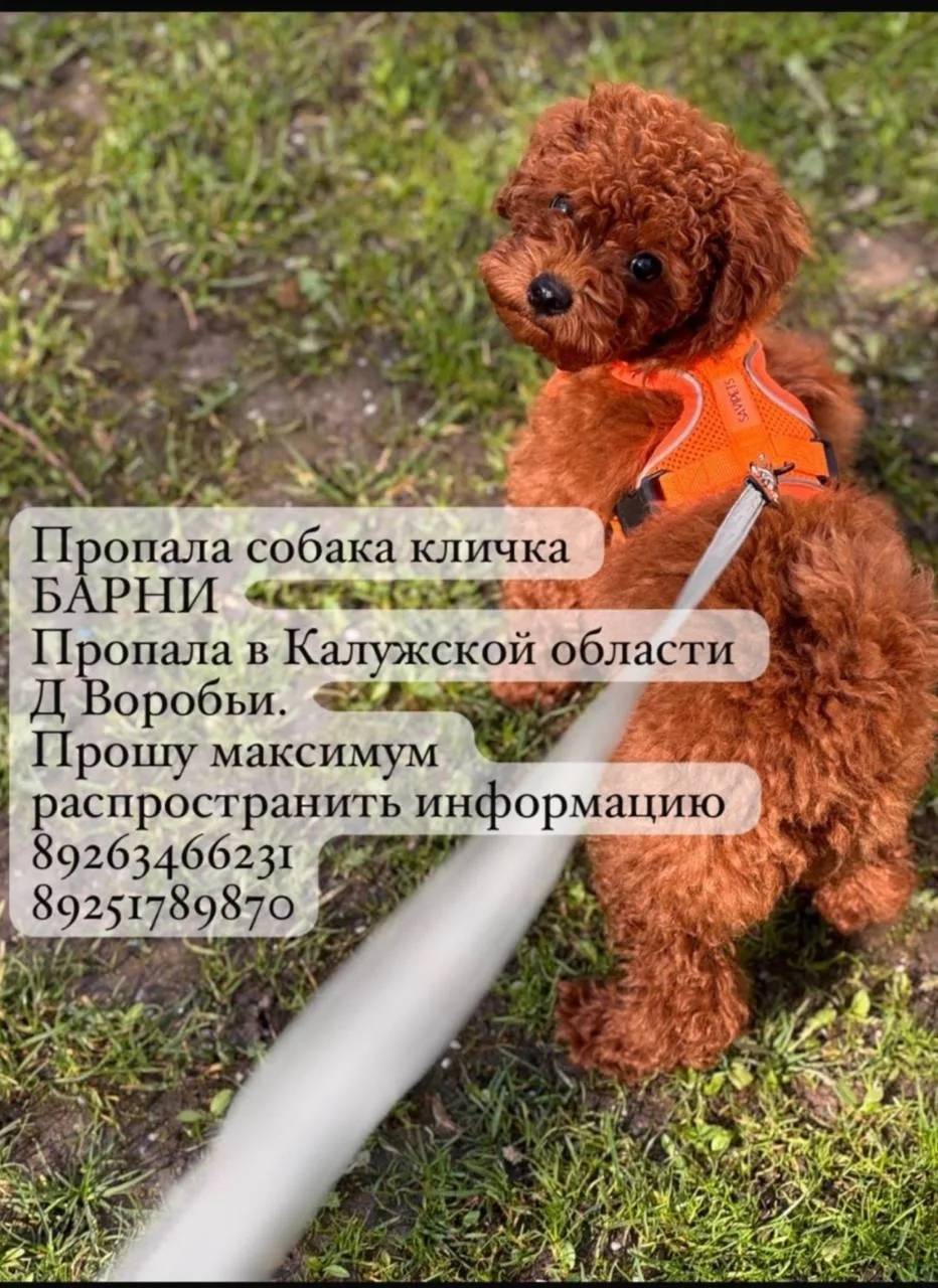 Пропал той пудель Барни, Калужская область