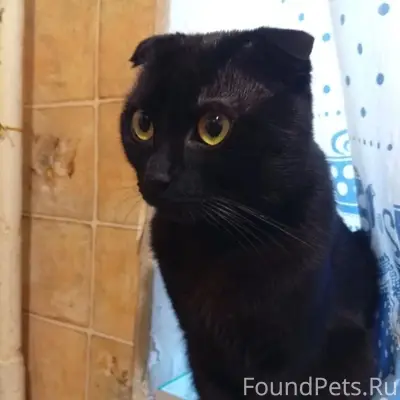 Пропал кот Марсик, г. Симферополь