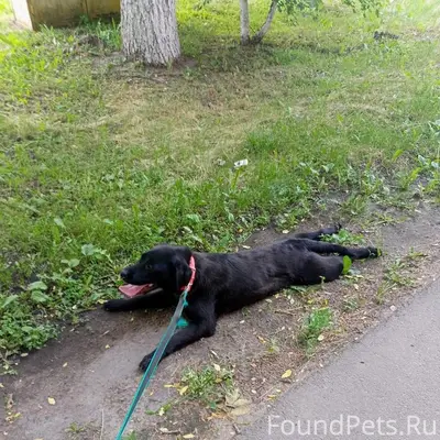 Пропала чёрная собака Джесси, район городского парка