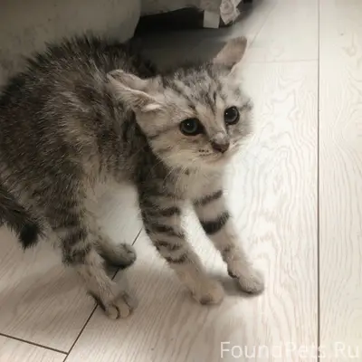 Пропал котёнок, неизвестное местоположение