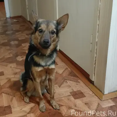 Пропал Рич, собака