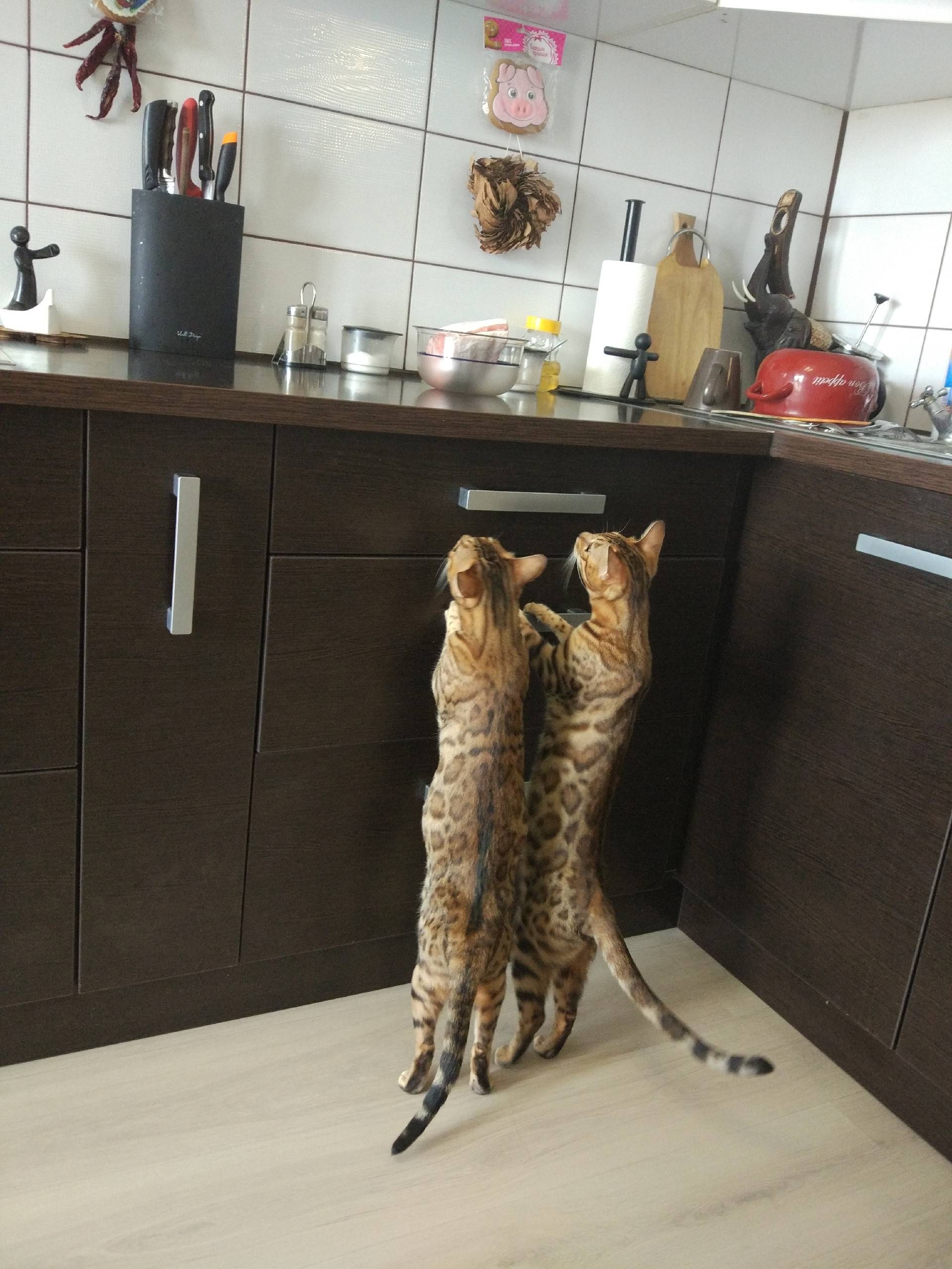 Пропала бенгальская кошка, Манжерок