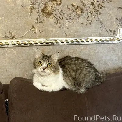 Пропала длинношёрстная кошка Бусинка, мегаполис парка
