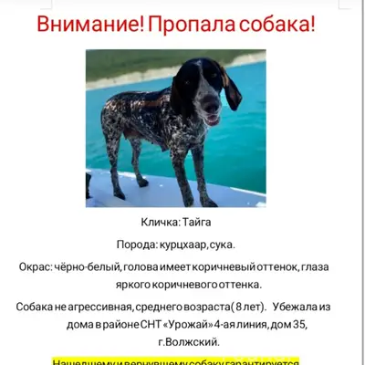 Пропала курцхаар Тайга, СНТ 'Урожай', г. Волжский