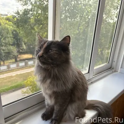 Пропала кошка Мышка, СНТ 'Калининец'