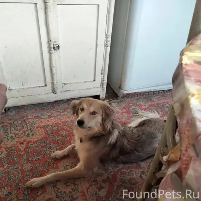 Пропал небольшой пёс, сад 7