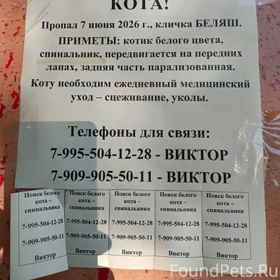 Пропал кот