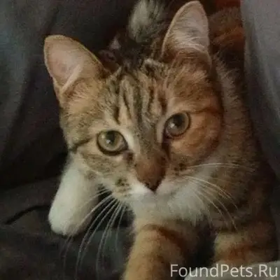 Пропала кошка, СХТ