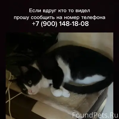 Пропал кот Пузик, Коломна