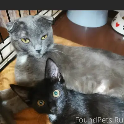 Найдены кошка и котенок, новый город