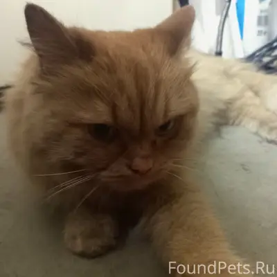 Найдена кошка, жила в шахте лифта